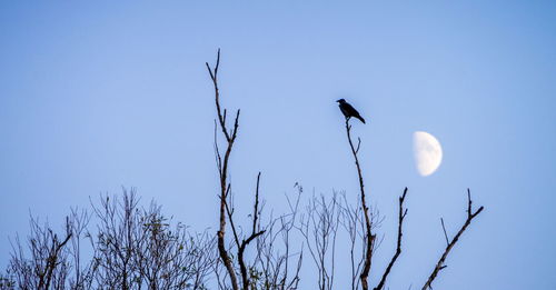 Low angle view of silhouette bird on branch against blue sky