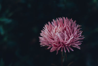 Close-up of pink flower