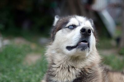 Close-up portrait of a dog looking away