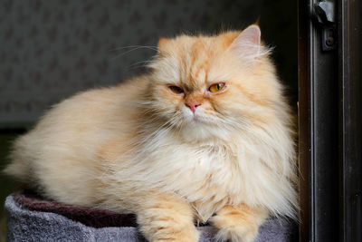 Close-up portrait of a cat