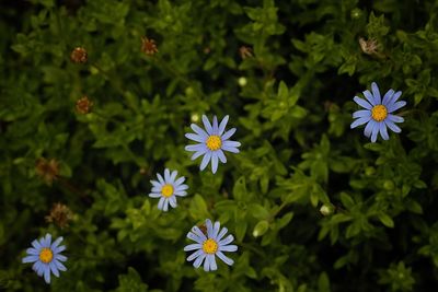 Close-up of purple flowers blooming outdoors