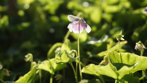 Close-up of purple flowers blooming outdoors