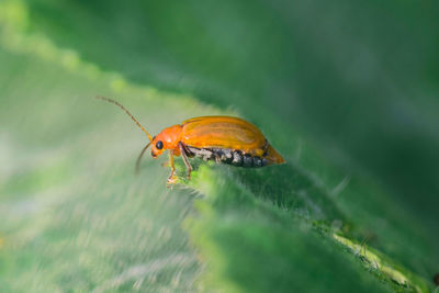 Close-up of insect