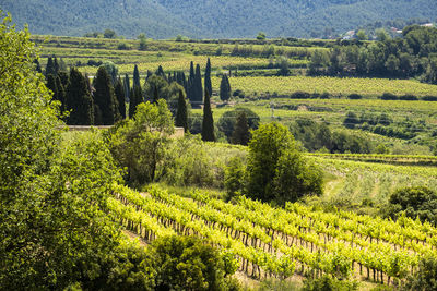 Vineyards in the spring in the subirats wine region in the province of barcelona