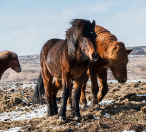 Horses standing on field during winter