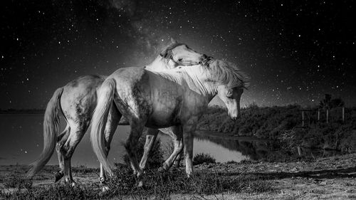 Horses walking on field at night