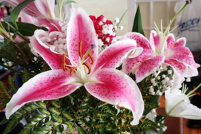 Close-up of pink lily flowers