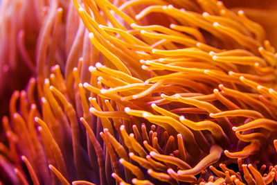 Close-up of yellow flower