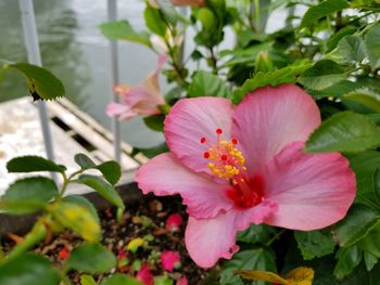 Close-up of pink hibiscus blooming outdoors