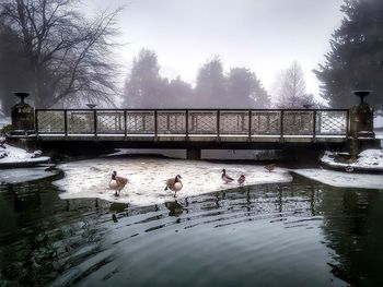 Swans swimming in lake against sky during winter