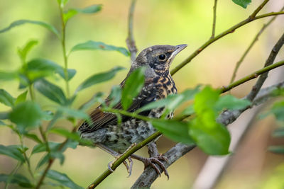 Young fieldfare hiding in the bushes while waiting for feeding