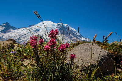 Flowers growing on mountain against blue sky