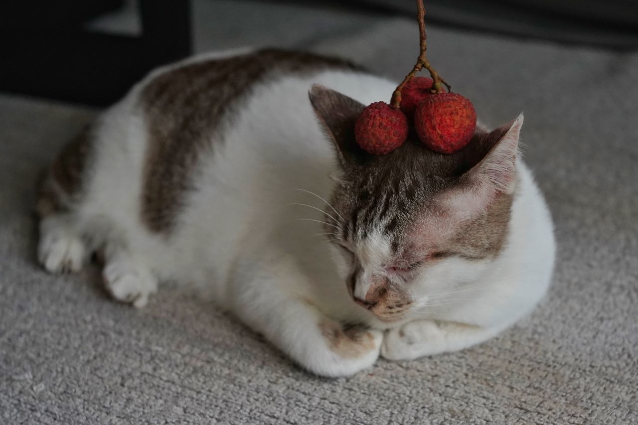 CLOSE-UP OF CAT RELAXING ON RED FLOOR