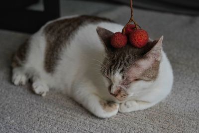 Close-up of cat relaxing on floor