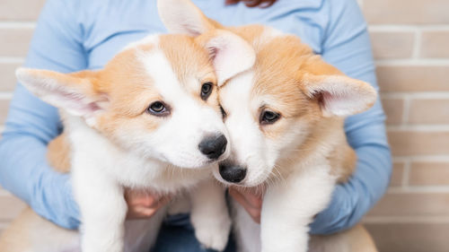 Caucasian woman holding two corgi puppies.