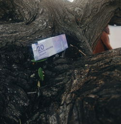 Close-up of text on tree trunk