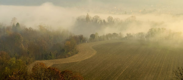 Panoramic shot of trees on field against sky