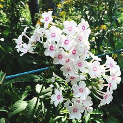 Close-up of flowers blooming on tree