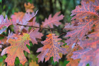 Close-up of maple leaves on tree