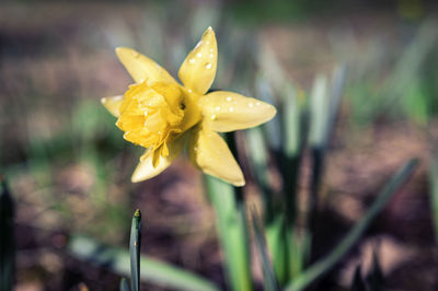 Close-up of yellow daffodil