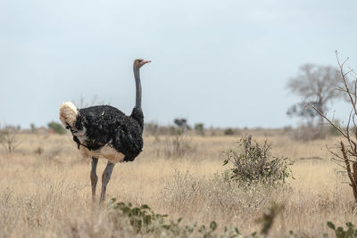 View of a bird on field