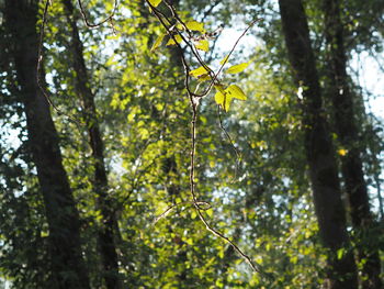 Low angle view of trees in forest