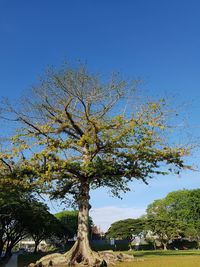 Low angle view of tree against blue sky