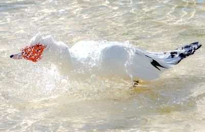 Man splashing water in sea