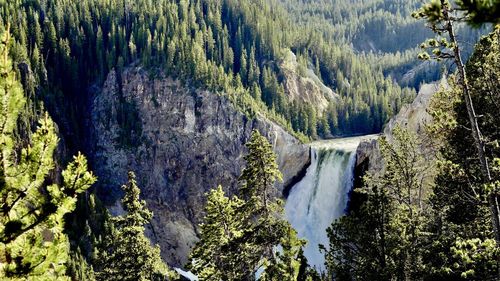 Panoramic view of pine trees in forest