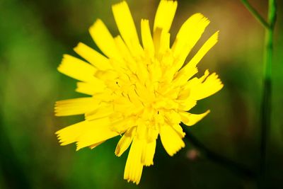 Close-up of yellow flower