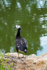 Bird perching on rock by lake