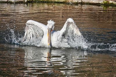 View of birds swimming in lake
