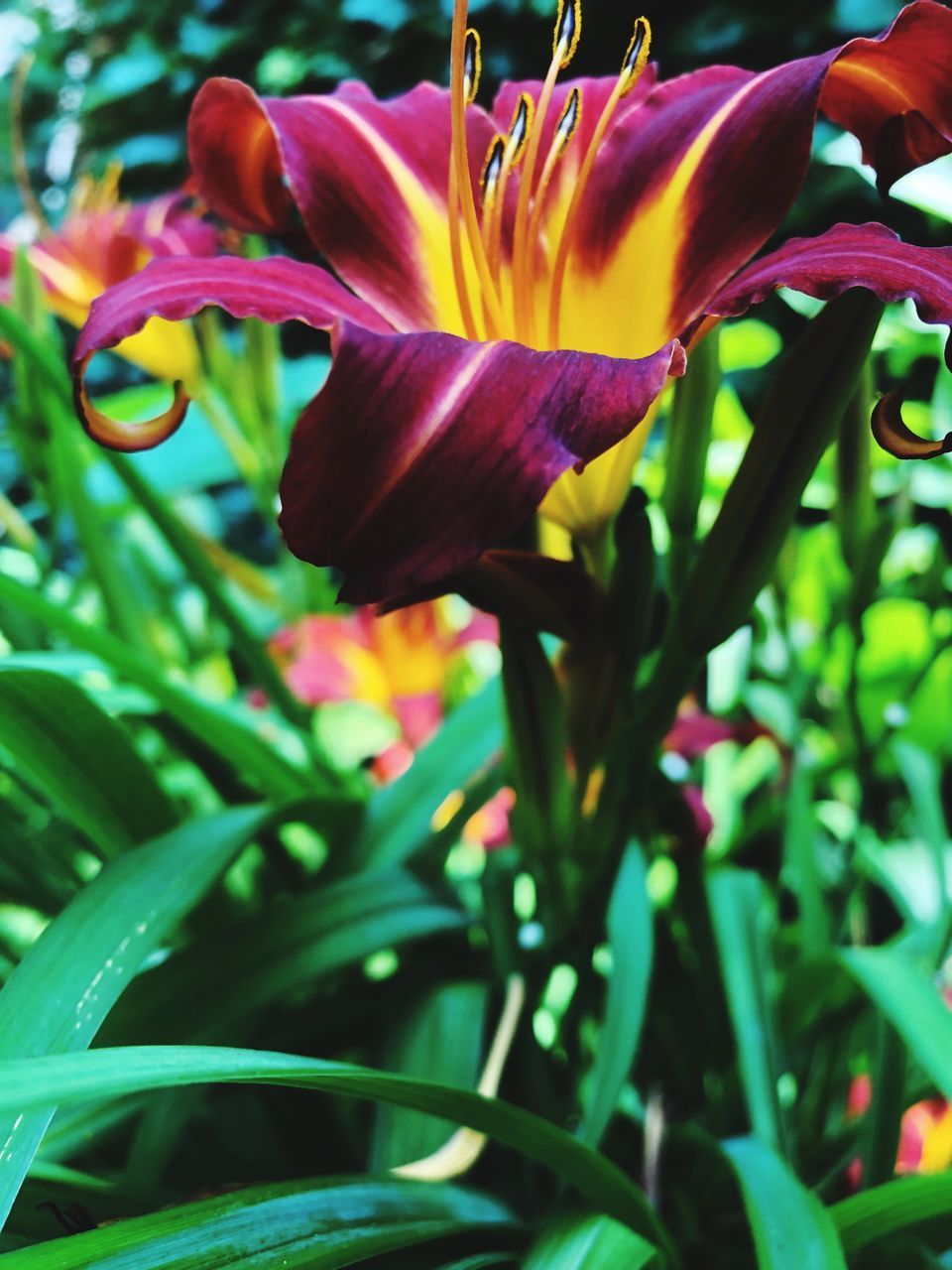 CLOSE-UP OF PURPLE FLOWER