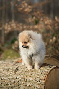 Pomeranian, spitz 