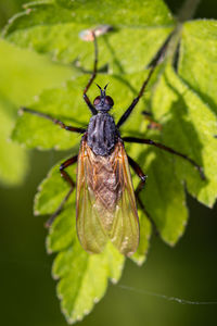 Close-up of insect on leaf