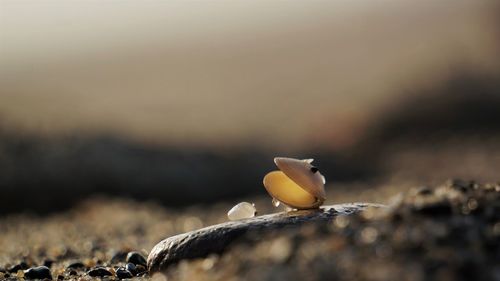 Close-up of fungus growing outdoors