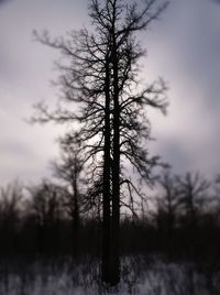 Bare trees on landscape