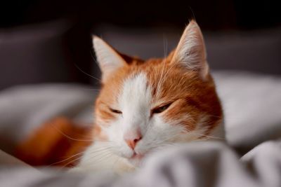 Close-up of cat resting