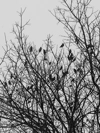 Low angle view of bare trees against sky