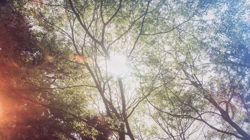 Low angle view of sunlight streaming through trees in forest
