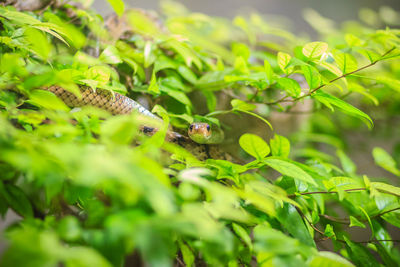 Close-up of green leaves