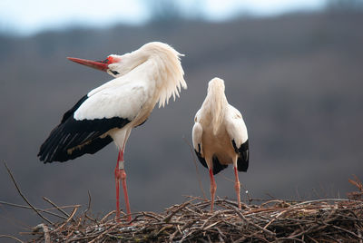 white stork