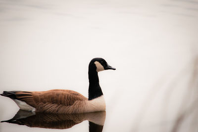 Close-up of bird against blurred background