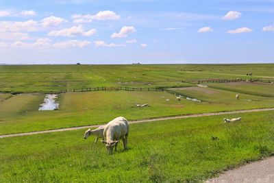 Sheep grazing in pasture