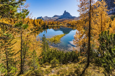 Lake amidst trees in forest during autumn