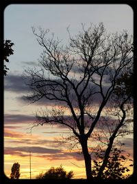 Silhouette of trees at sunset