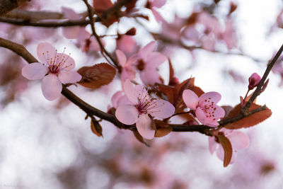 Close-up of cherry blossoms in spring