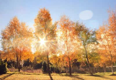 Trees against sky during autumn