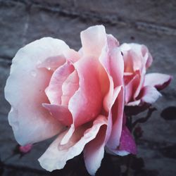 Close-up of pink rose