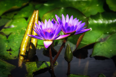 Close-up of lotus water lily in pond